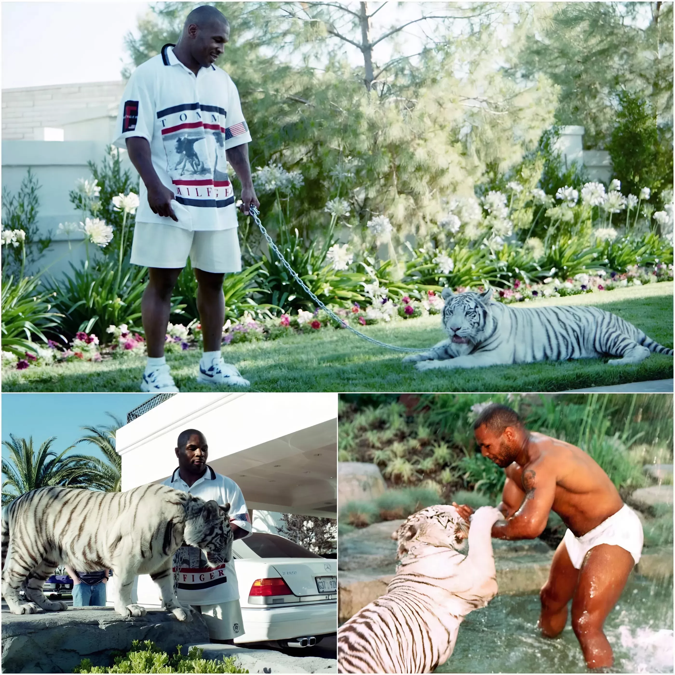 Mike Tyson owned three tigers in the 1990s and 2000s, paying $50,000 for each of his "pets".nguyen01