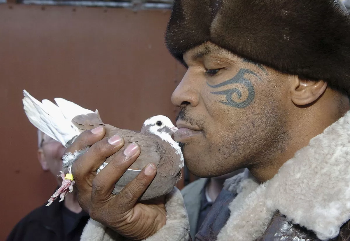 Sad Jake Paul Responds After Mike Tyson Ready to Feed 'Low-Budget' Pigeon  to His Falcon - EssentiallySports