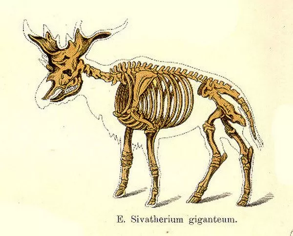 Dinosaur Skeletal Reconstruction Prehistoric Animal Bones - Sivatherium  Skeleton