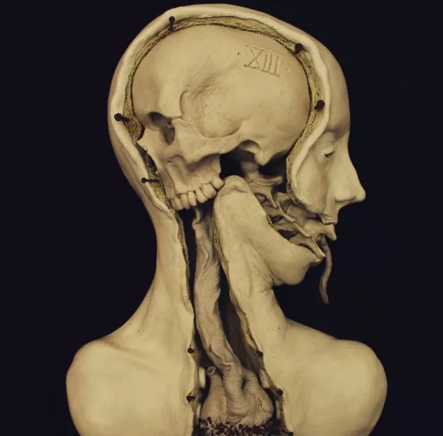 Unveiling the Enigma of the Two-Headed Skull: Delving into ...