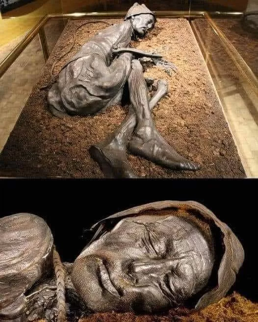 Archaeo - Histories on X: ""Tollund Man", a 2400-year-old marsh body and human sacrifice victim from Iron Age, found at Bjældskovdal in Denmark. His body was so well preserved that even after 2400 years, scientists could still take his fingerprints and determine what he had last eaten. #archaeohistories https://t.co/STcU0AWmZ3" / X