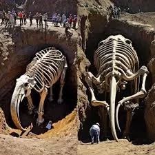 Well-Preserved Mammoth Skeleton... - DiggingInto Archaeology | Facebook