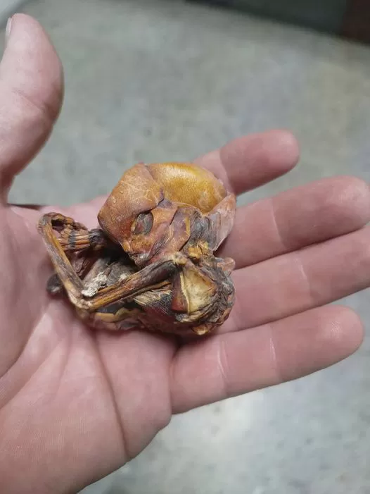 Tausende debattieren darüber, was das mumifizierte „Alien-Baby“ genau ist.