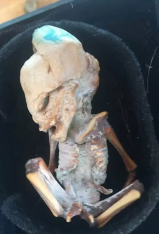 Der mysteriöse Fötus wurde als Vogel, Kobold und Außerirdischer bezeichnet.