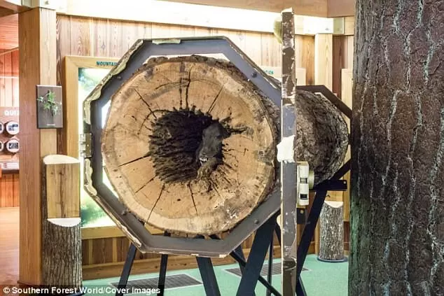 Stuckie - Le chien de chasse malchanceux était tellement occupé à poursuivre sa proie qu'il s'est transformé en momie coincée dans un tronc d'arbre pendant plus d'un demi-siècle - Photo 3.