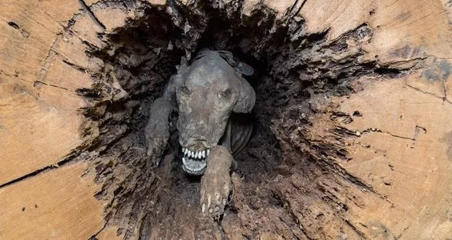 Stuckie - El desafortunado perro de caza estaba tan ocupado persiguiendo a su presa que se convirtió en una momia atrapada en el tronco de un árbol durante más de medio siglo - Foto 1.