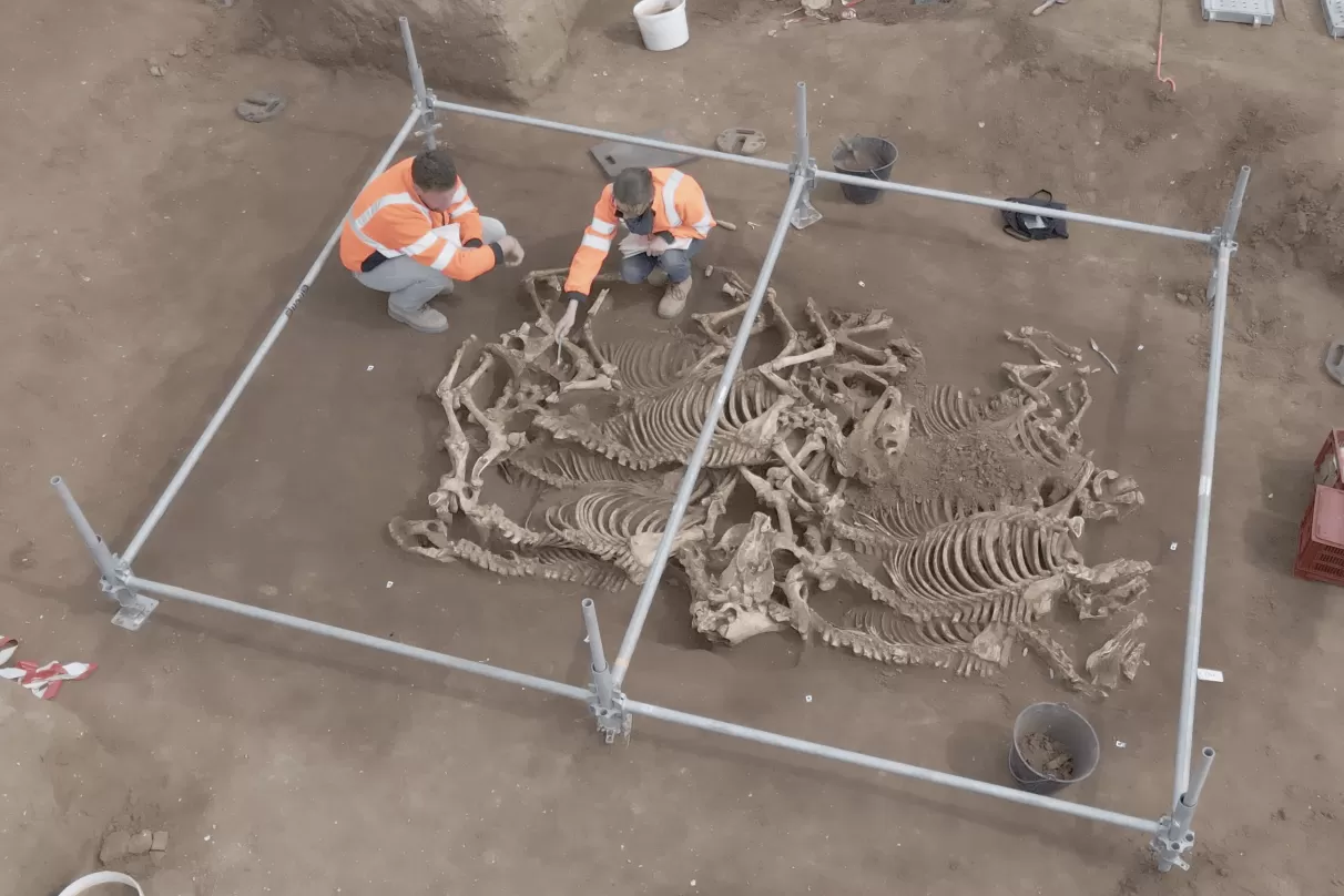 Archaeologists Uncover 'Astonishing' Horse Burials From 2,000 Years Ago -  Newsweek