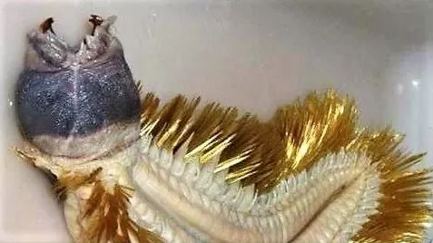 Shai-Hulud : r/dune