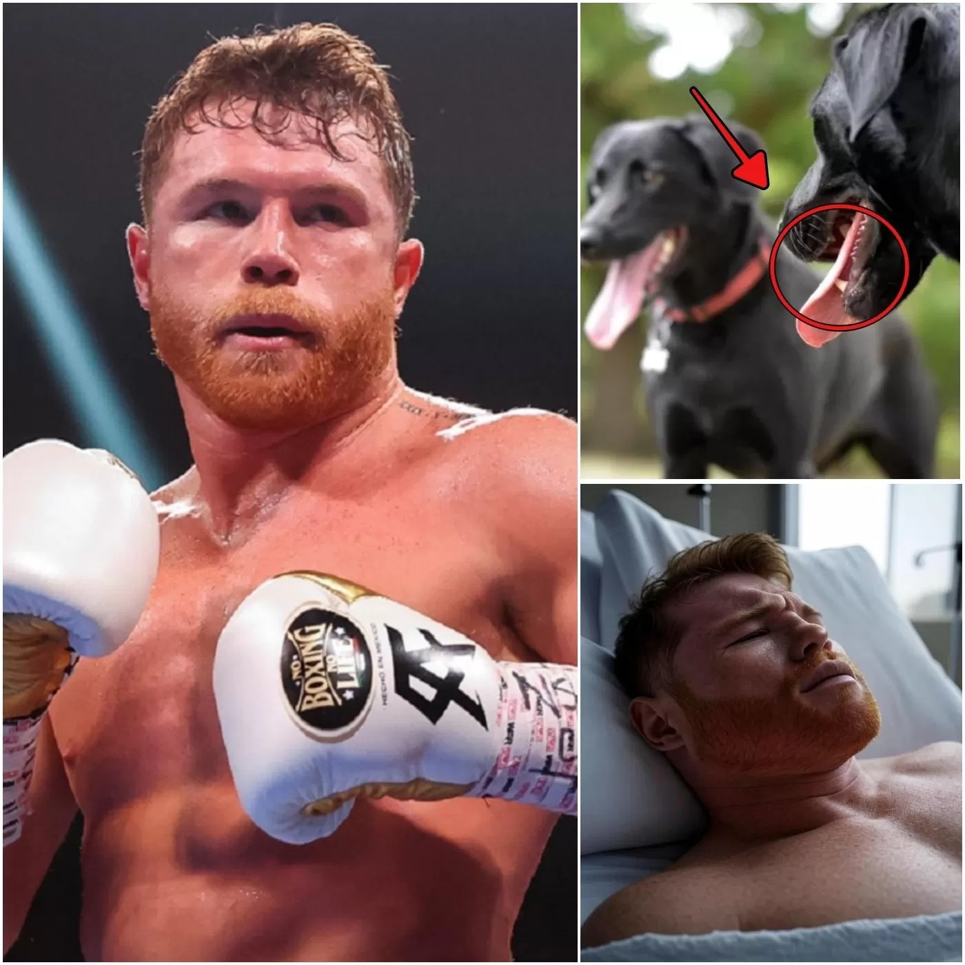 Cover Image for NOTICIAS IMPACTANTES: El boxeador Canelo Álvarez fue hospitalizado tras ser mordido en la zona íntima, con la posibilidad de que la pelea de Terence Crawford se posponga. Consulta los detalles a continuación.